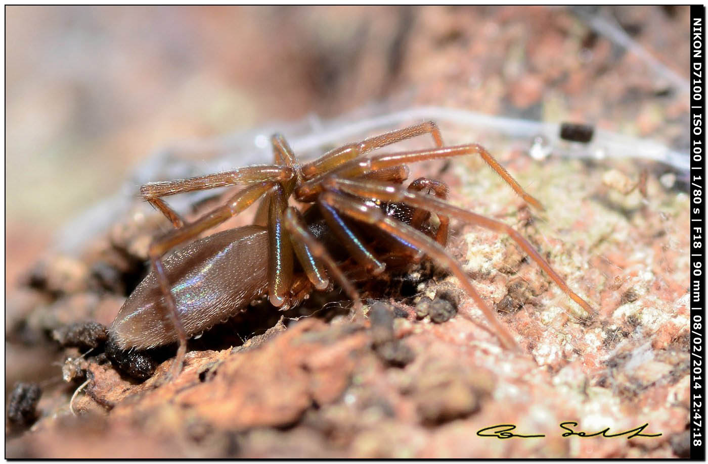 Harpactea sp. - Alghero (SS)